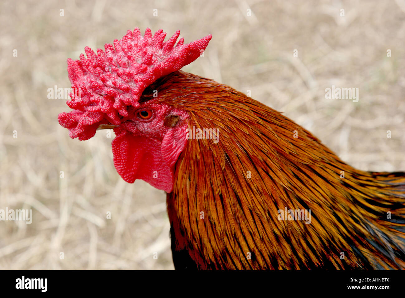 Cockrel hi-res stock photography and images - Alamy