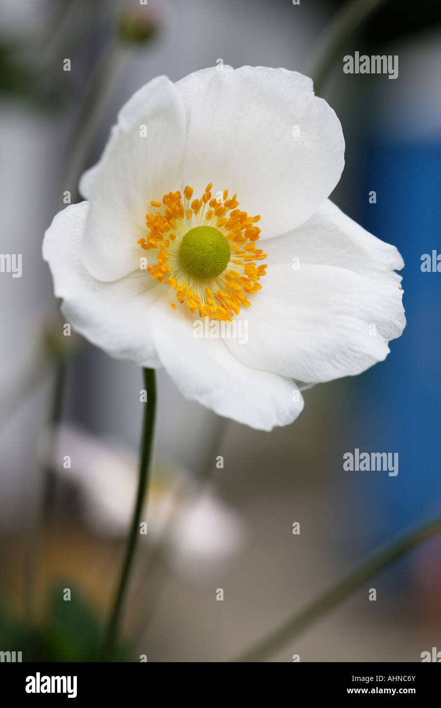 white flower with yellow stamens Stock Photo