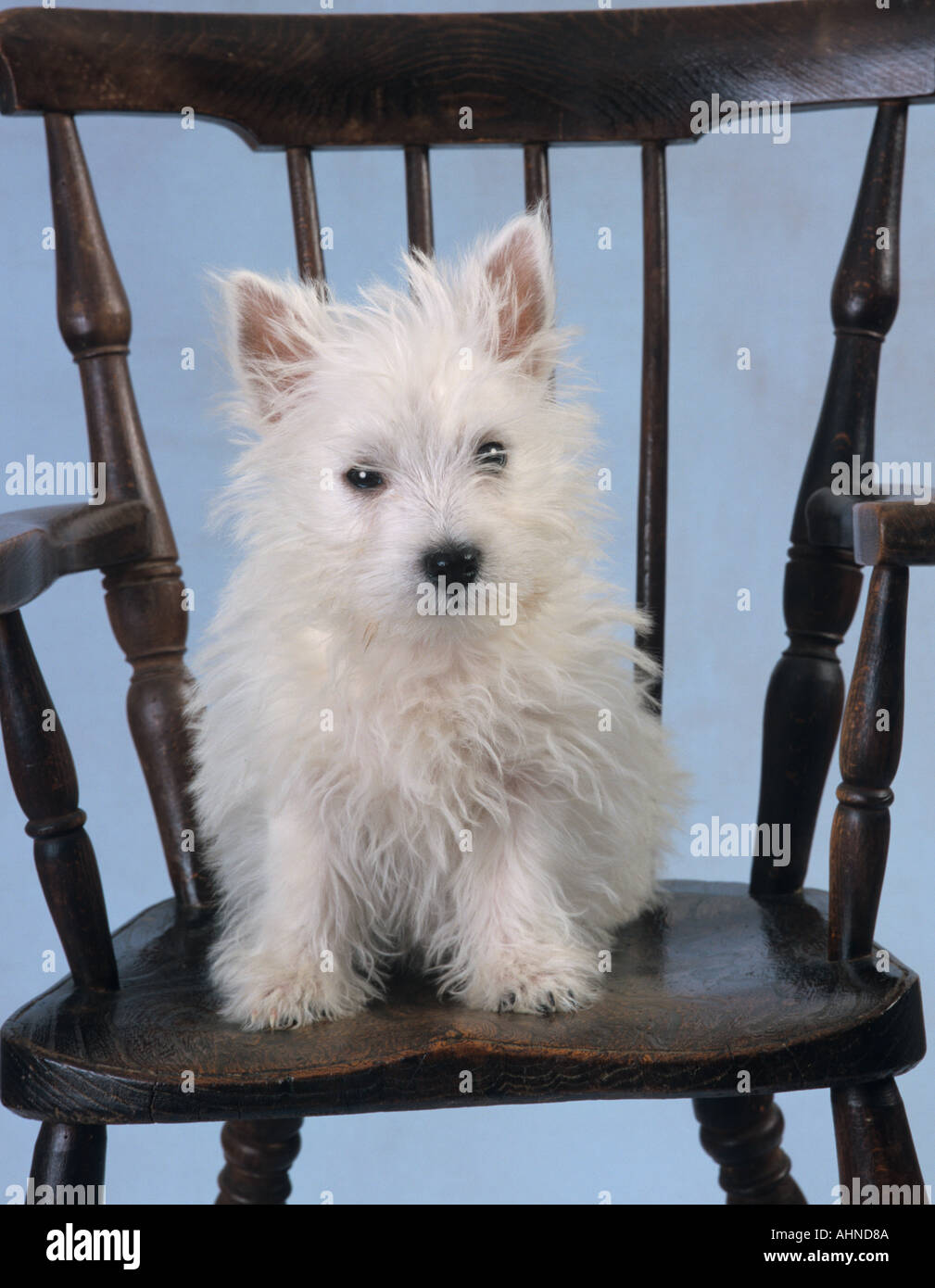 West Highland Terrier Puppy in Chair Stock Photo