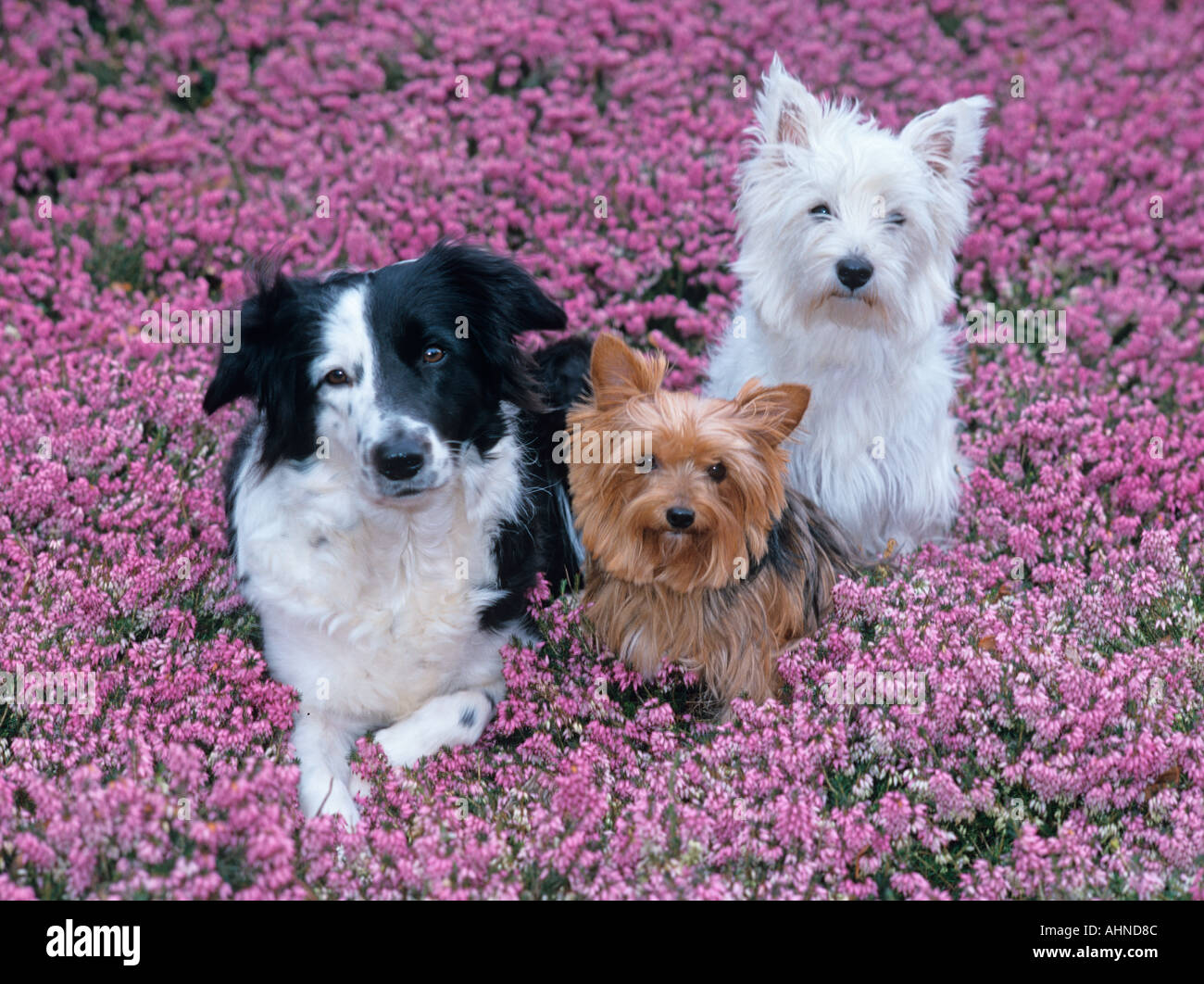 West Highland Terrier Border Collie and Yorkie in Heather Stock Photo