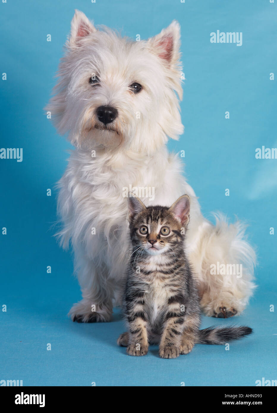 West Highland Terrier and Tabby Kitten Stock Photo