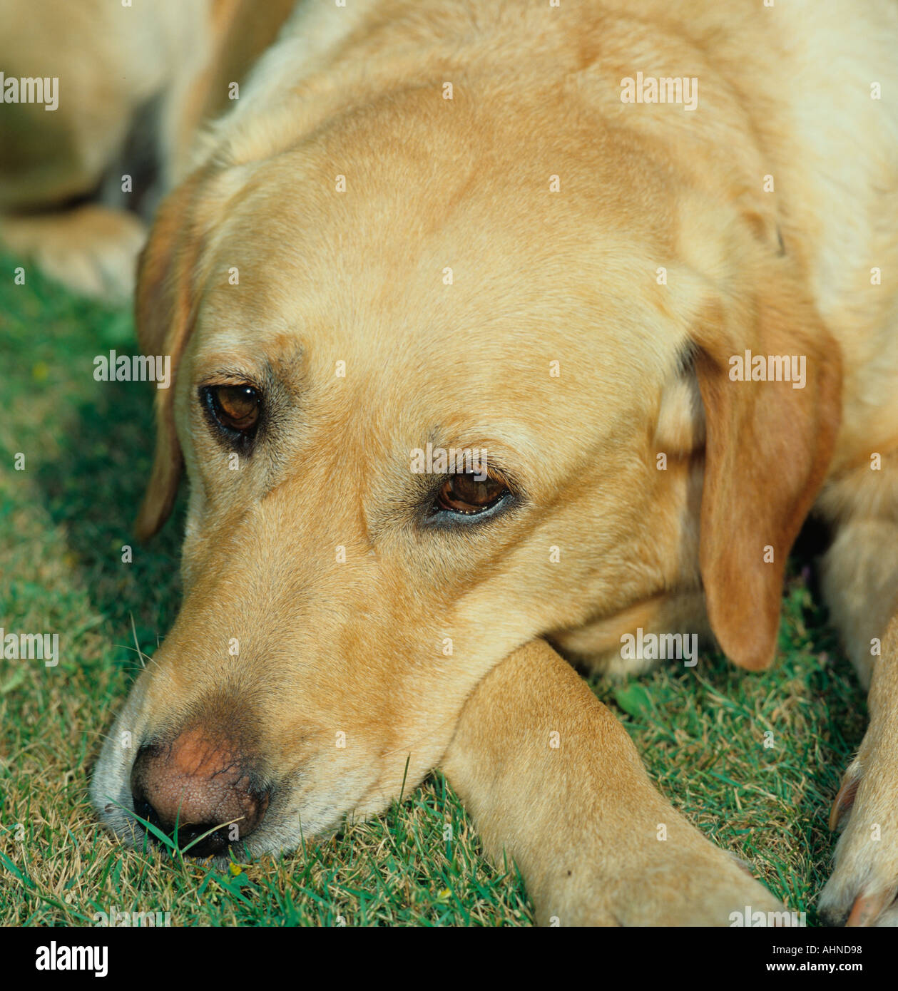 Yellow Labrador Portrait Stock Photo