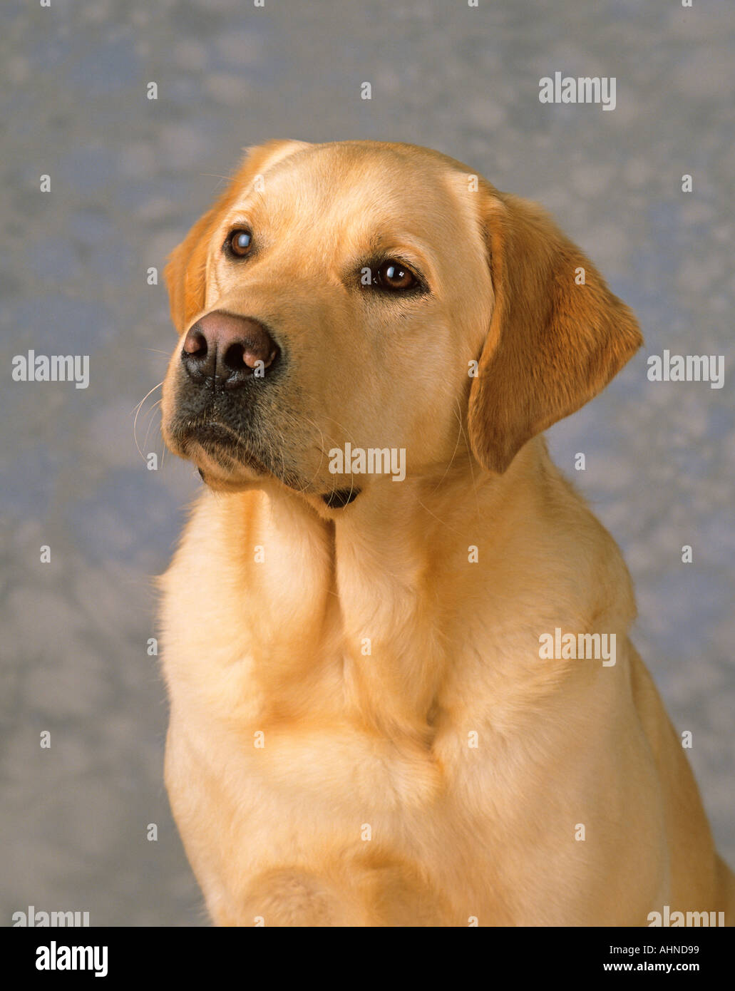 Yellow Labrador Portrait Stock Photo