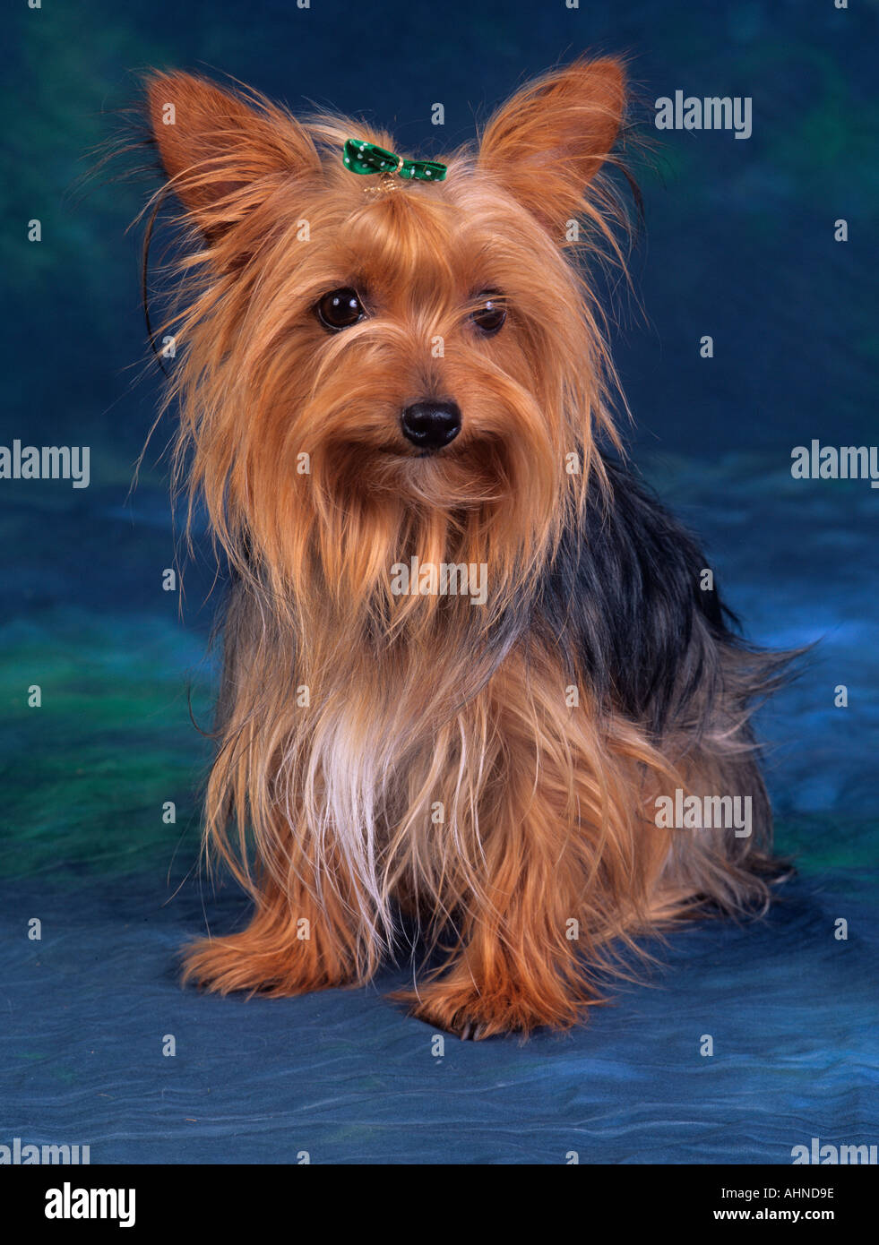 Yorkshire Terrier Portrait Stock Photo