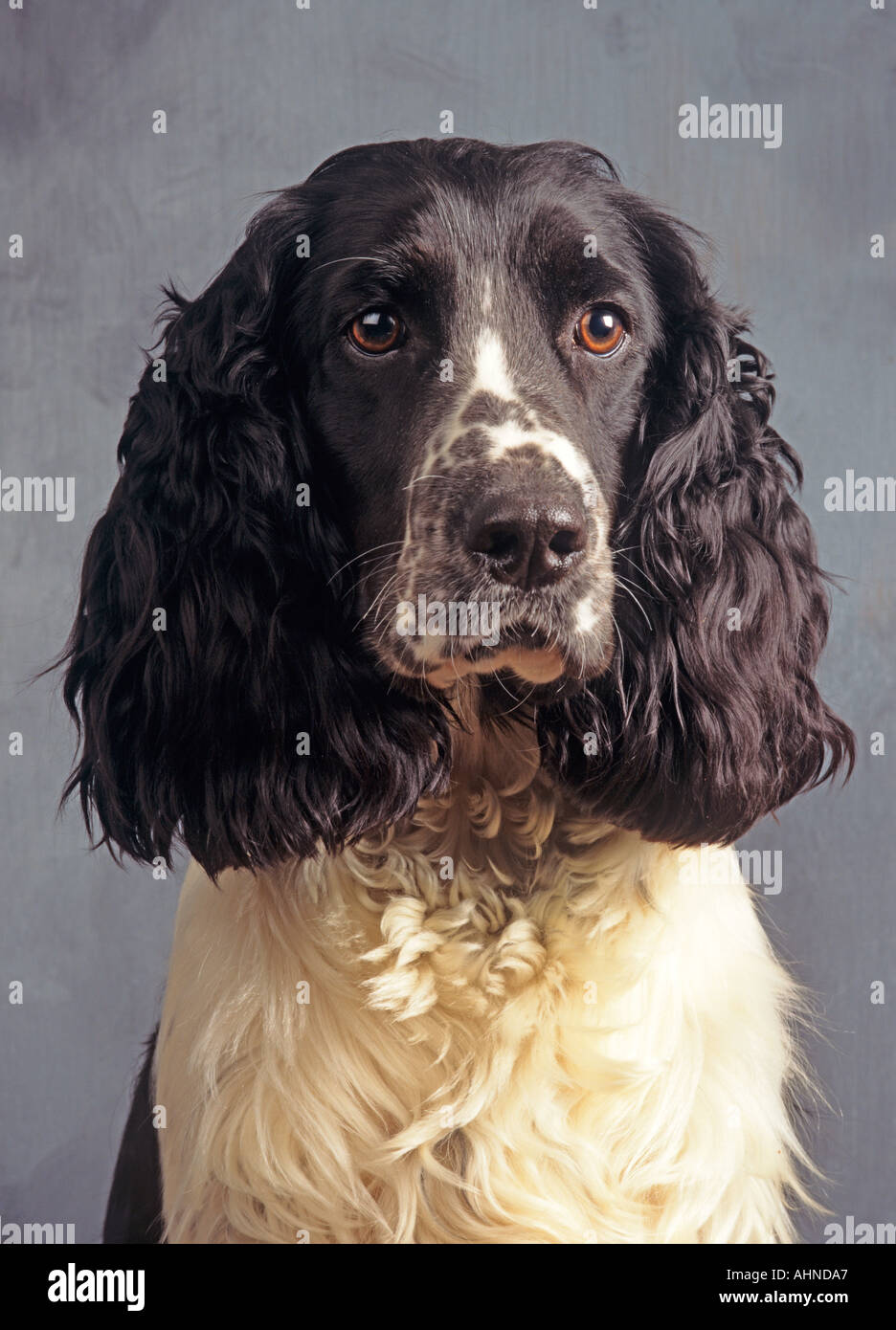English Springer Spaniel Portrait Stock Photo - Alamy