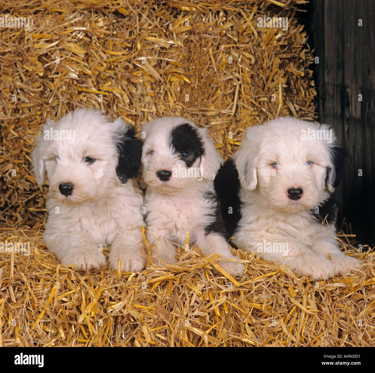 A litter of Old English Sheepdog puppies in straw barn Stock Photo Alamy