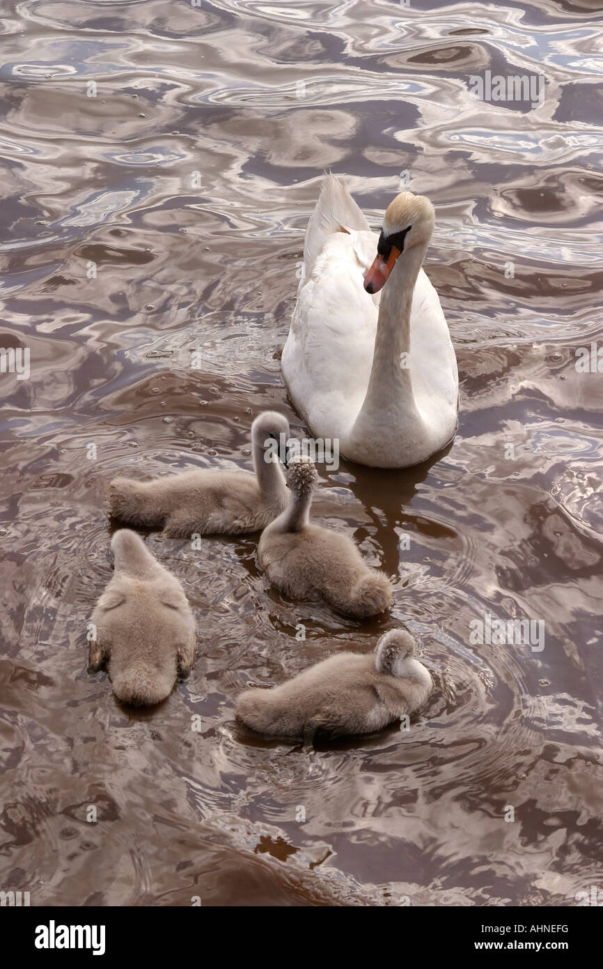 UK Devon Topsham swan and cygnets on River Exe Stock Photo