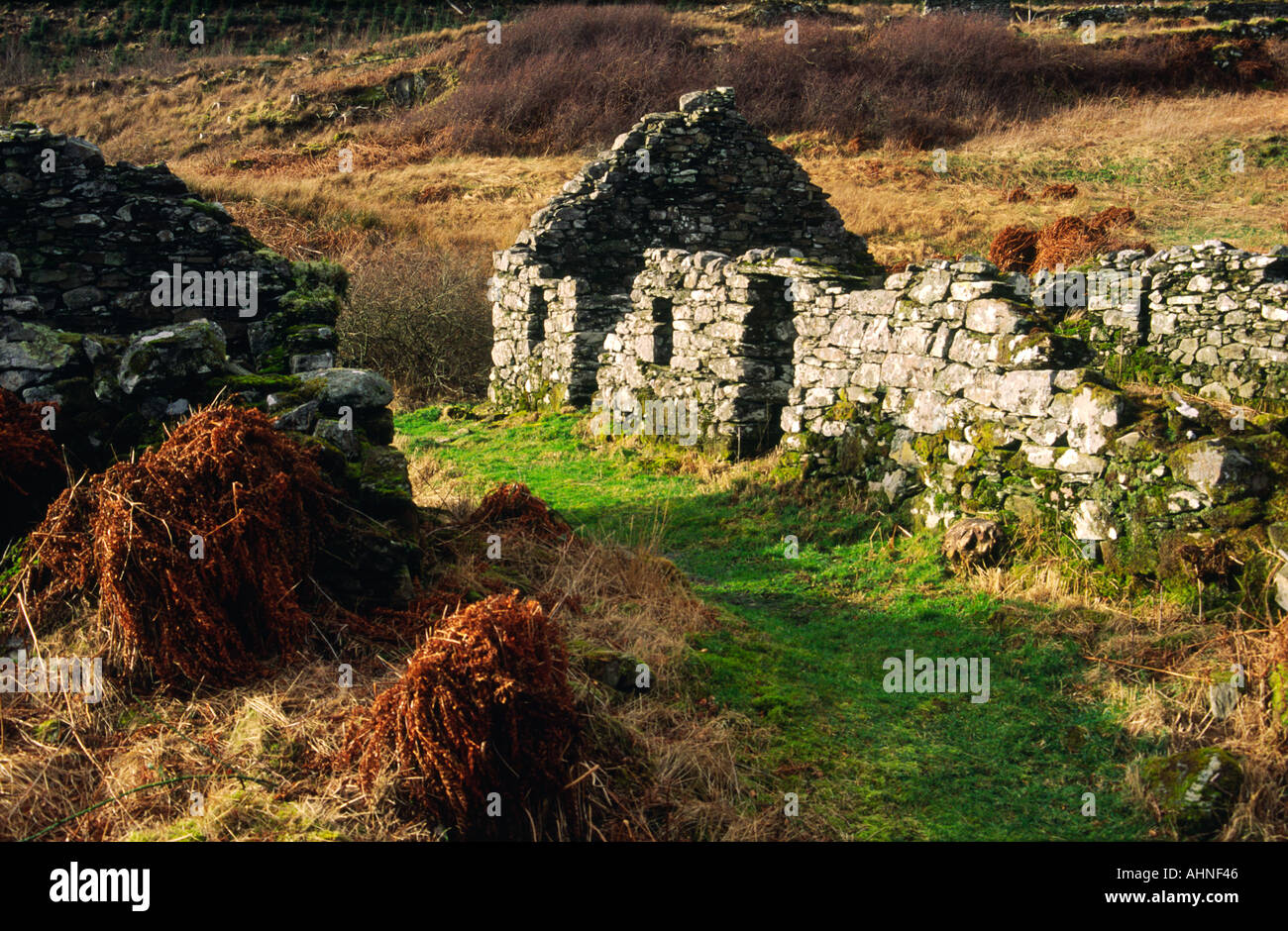 Highland clearances old ruined croft cottage in deserted village of Arichonan near Lochgilphead, Argyll, Scotland, UK Stock Photo
