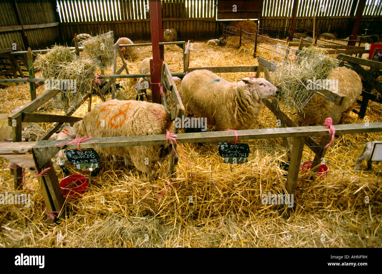 UK Gloucestershire Cotswold Farm Park Lambing Barn Stock Photo Alamy