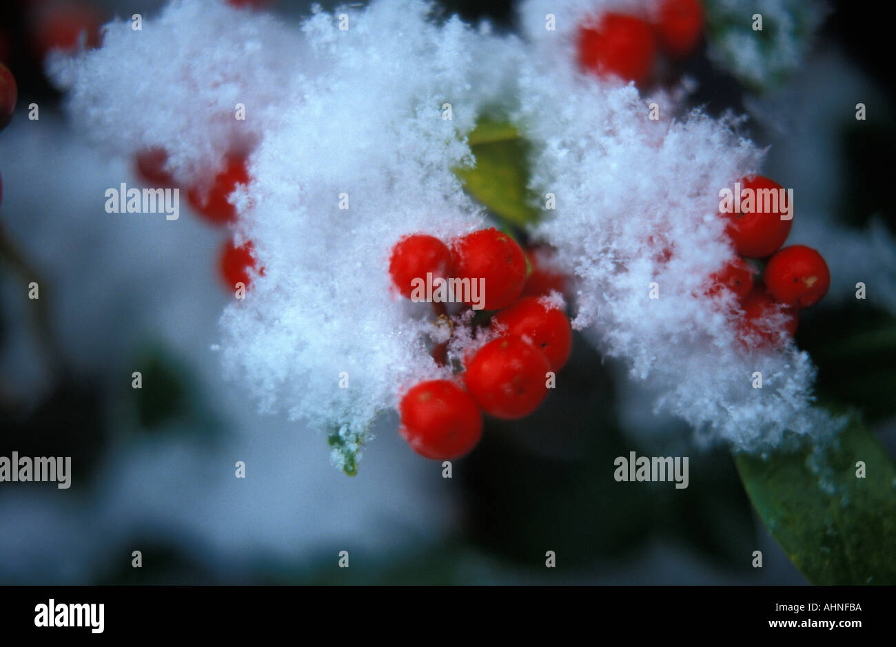 Red berries growing under hi-res stock photography and images - Alamy