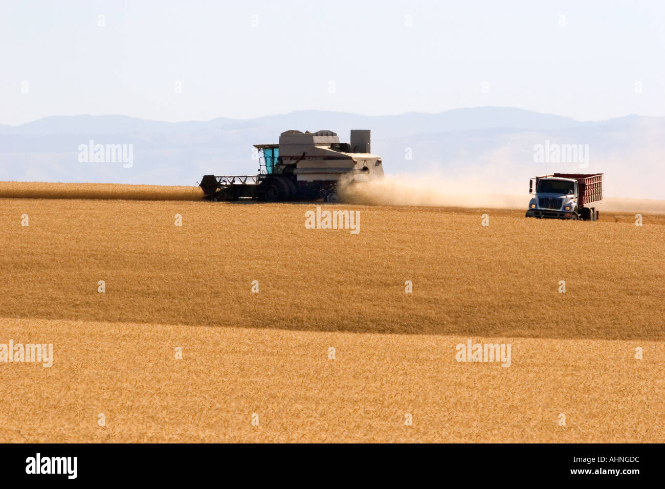 Wheat harvest near Pendleton Oregon Stock Photo Alamy
