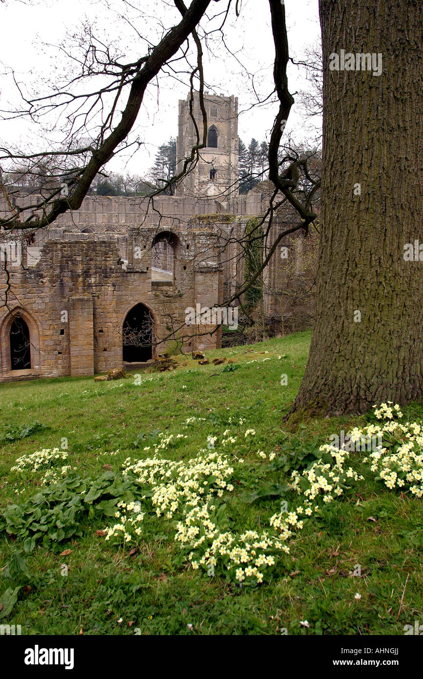 UK Yorkshire Ripon Fountains Abbey springtime primroses in bloom Stock Photo