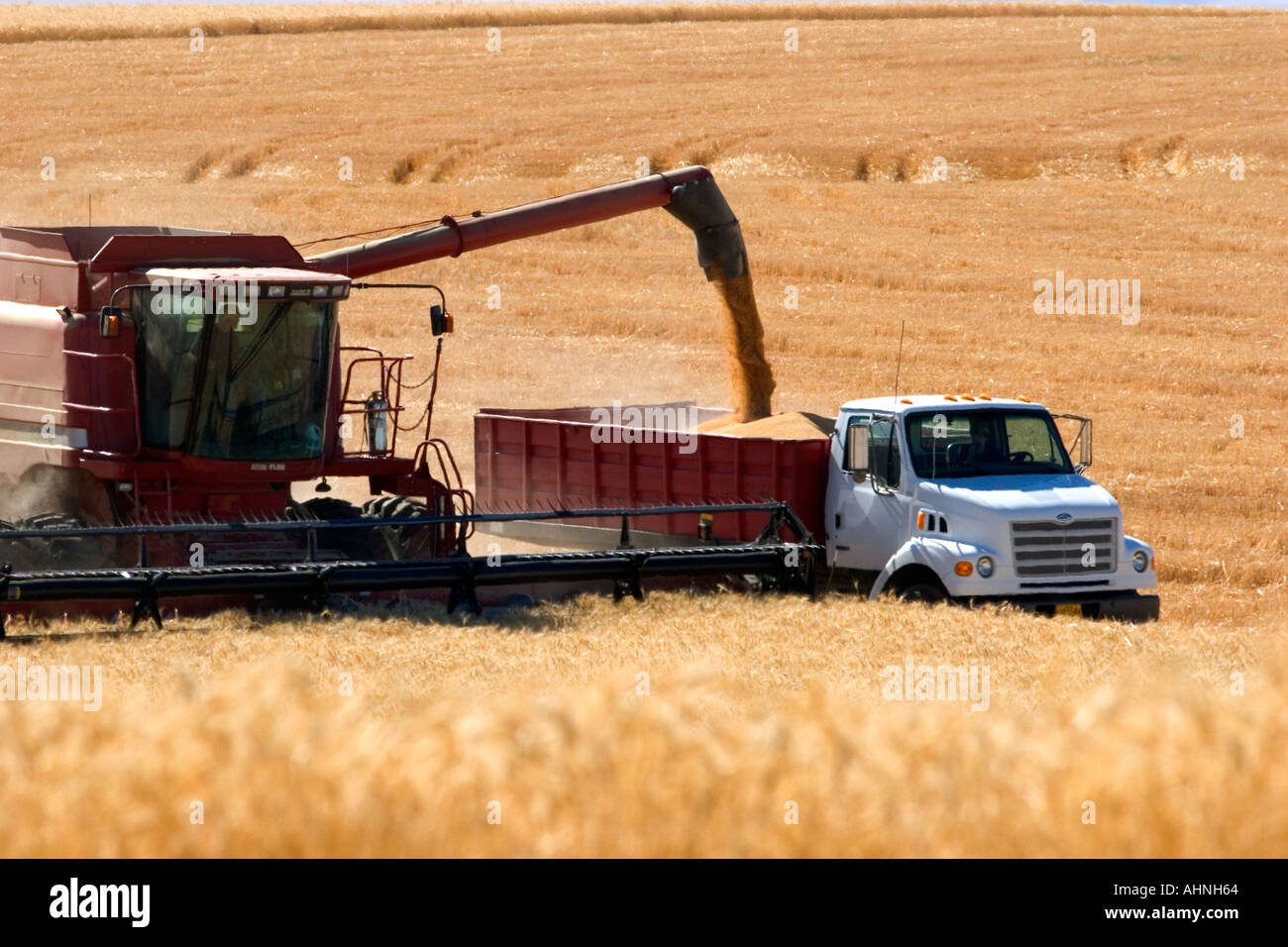 Wheat harvest near Pendleton Oregon Stock Photo Alamy