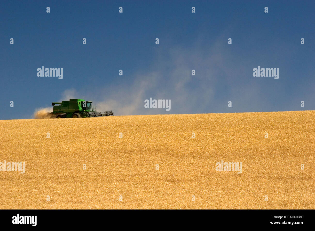 Wheat harvest near Pendleton Oregon Stock Photo Alamy