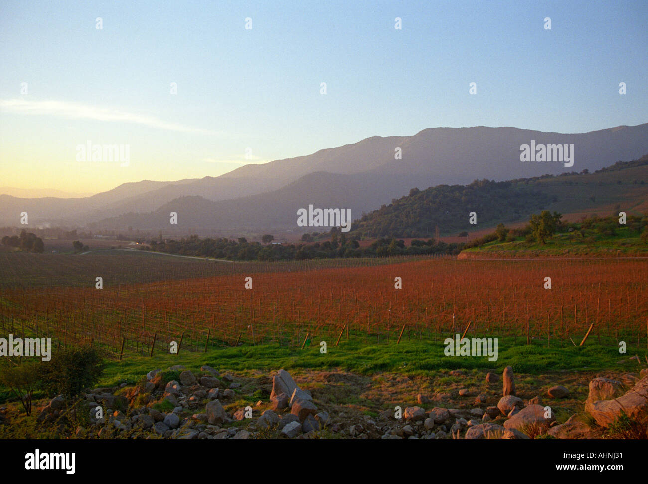 Sun setting over the vineyard with the Andes in the background Bodega Altair in Region del Maule Chile Stock Photo