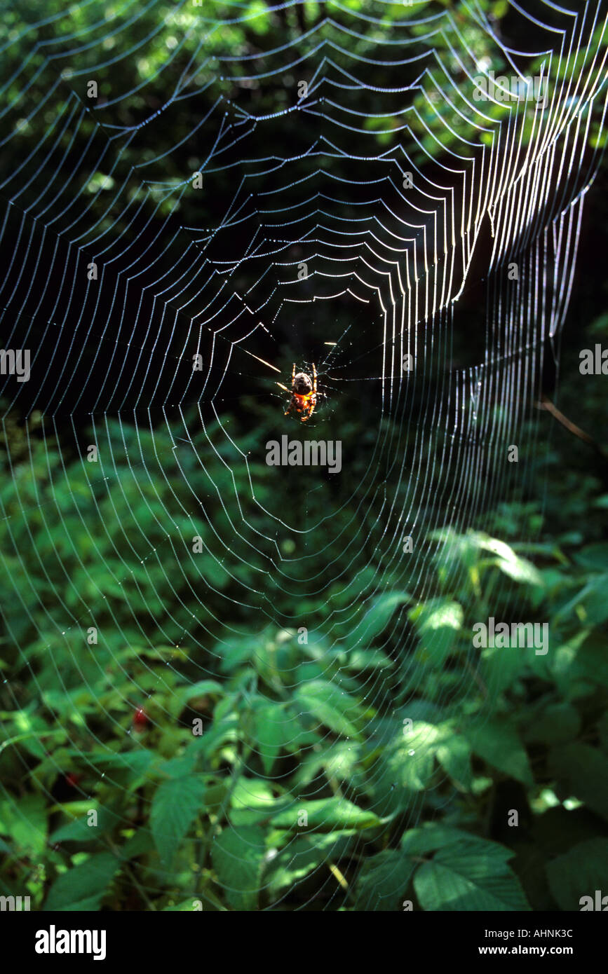 Spider in the middle of its web hi-res stock photography and images - Alamy