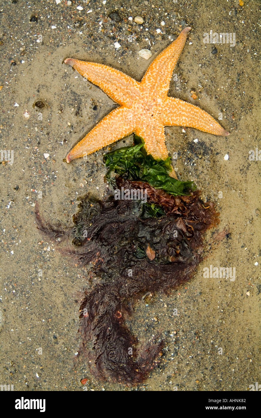 Sea wrack starfish and seaweed Stock Photo