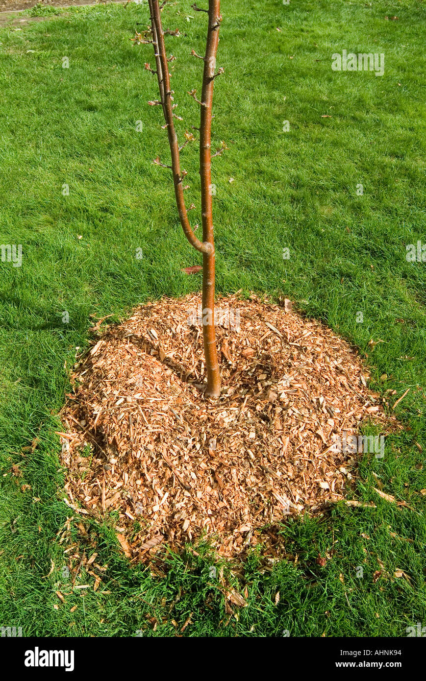 A young tree mulched against encroaching weeds with bark and wood chips