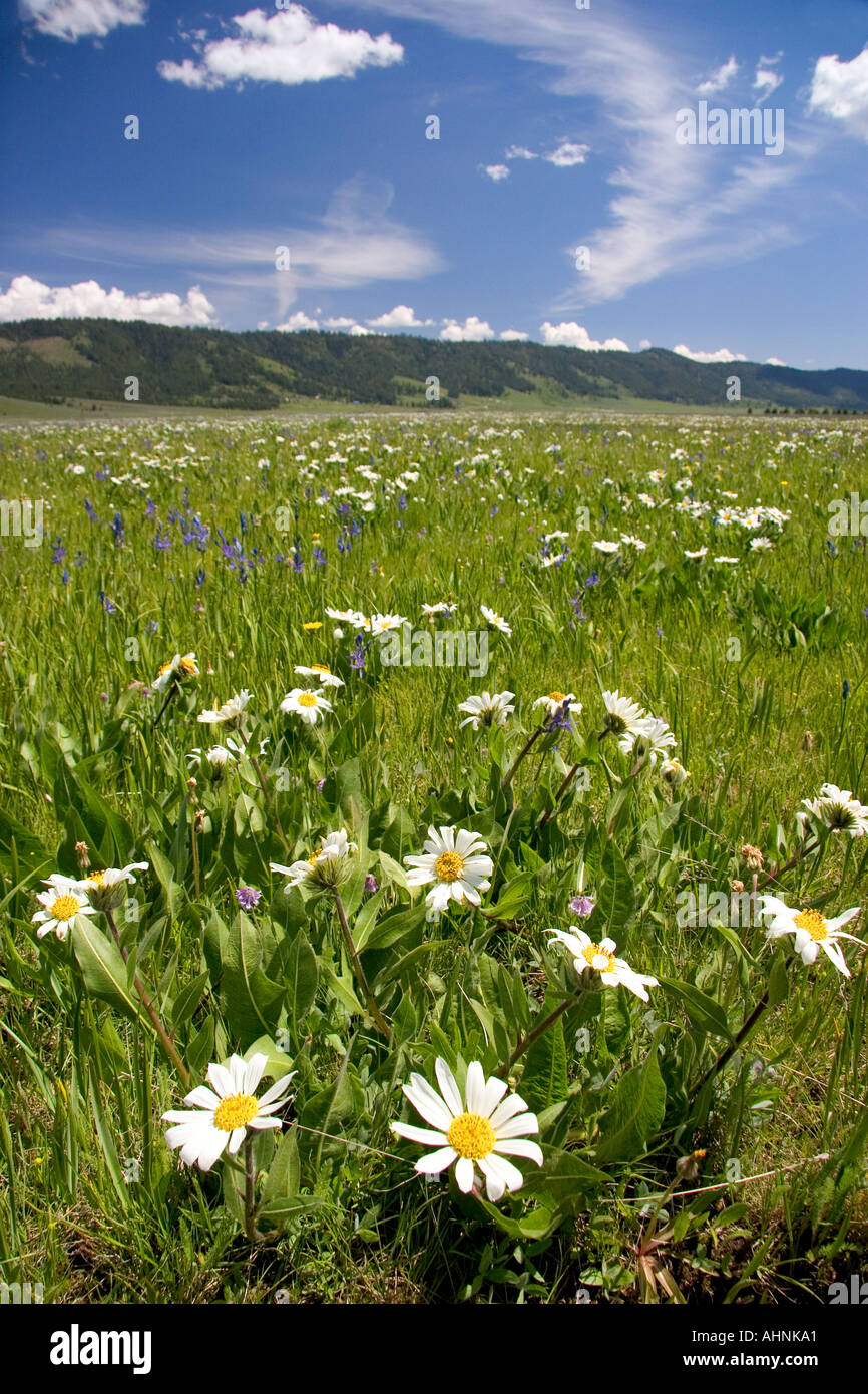 Daisy wildflowers in mountain meadow near Cascade Idaho  Stock Photo