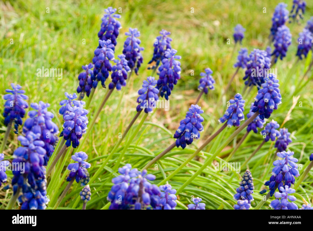 TÌNH YÊU CÂY CỎ ĐV 5 - Page 86 Grape-hyacinth-in-flower-muscari-racemosum-AHNKAA