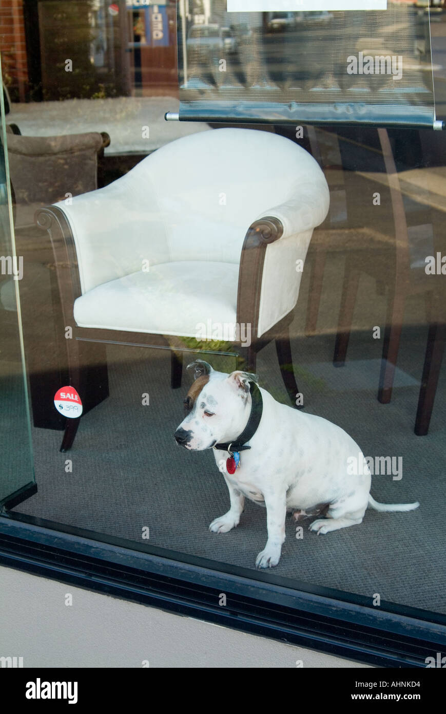 Dog in furniture shop window Stock Photo