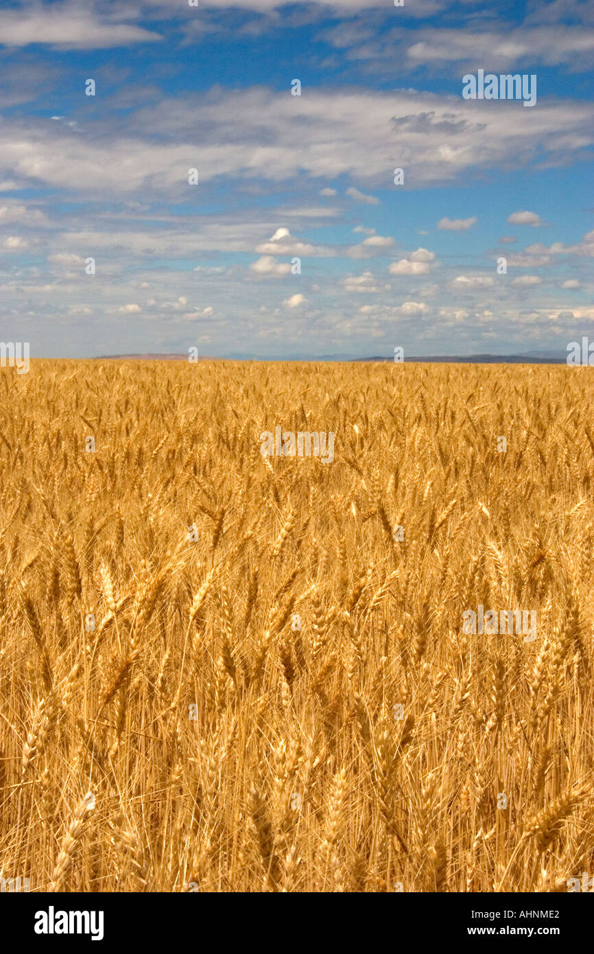 Wheat field in Elmore County Idaho  Stock Photo