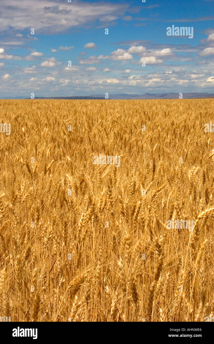 Wheat field in Elmore County Idaho  Stock Photo