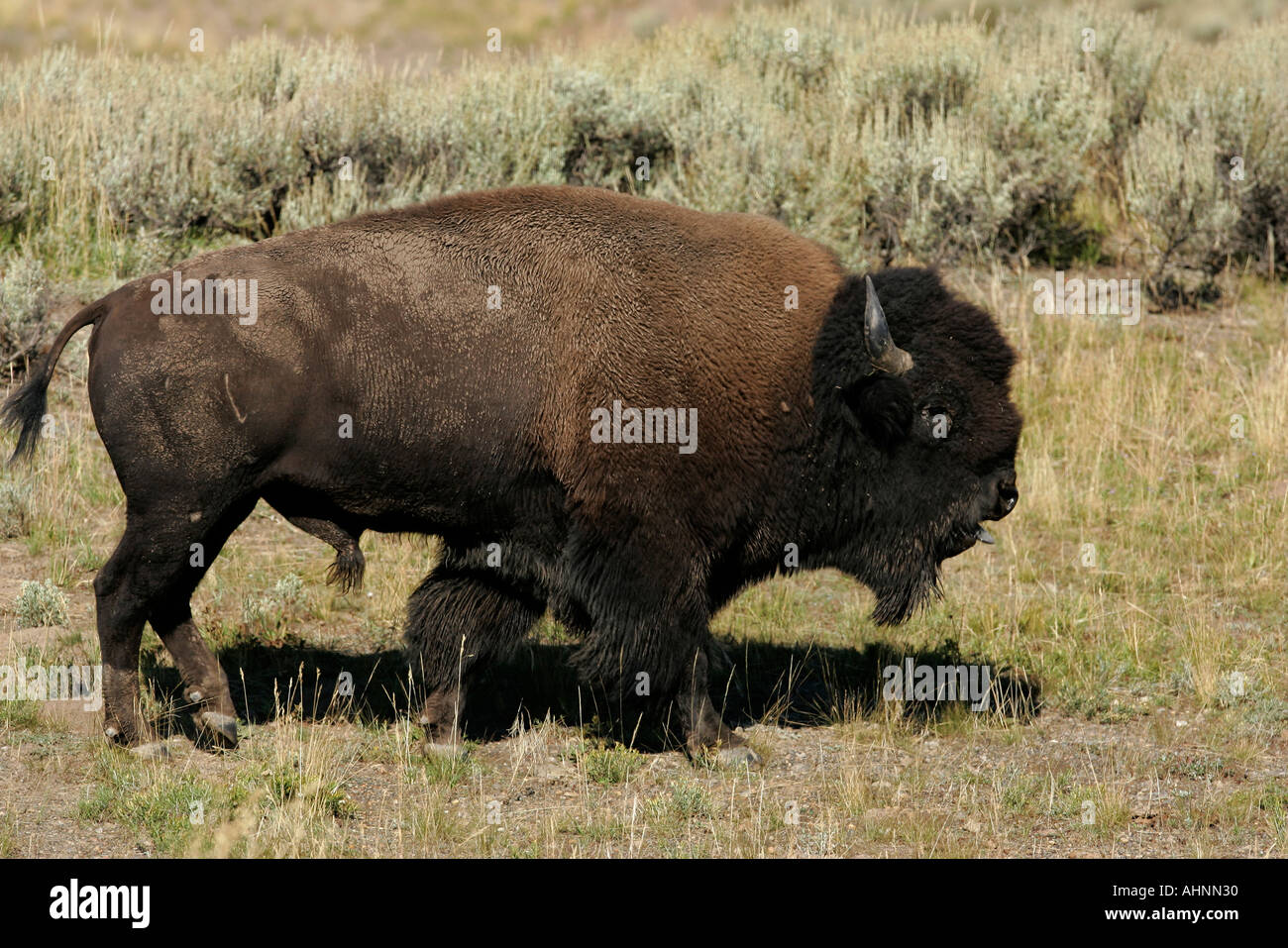 Wildlife hostility fighting hi-res stock photography and images - Alamy