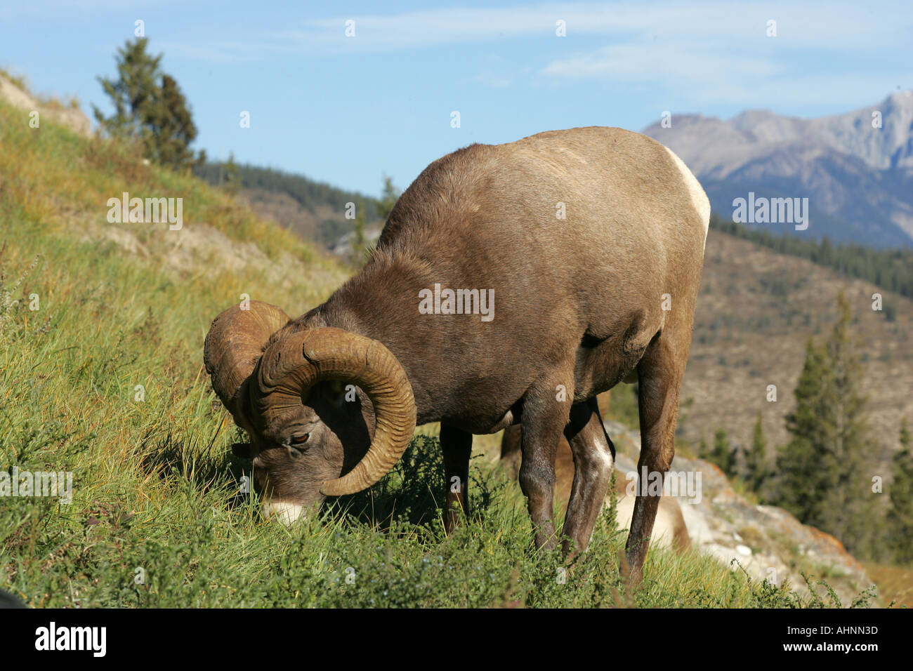 Rocky Mountain Bighorn Sheep Stock Photo - Alamy