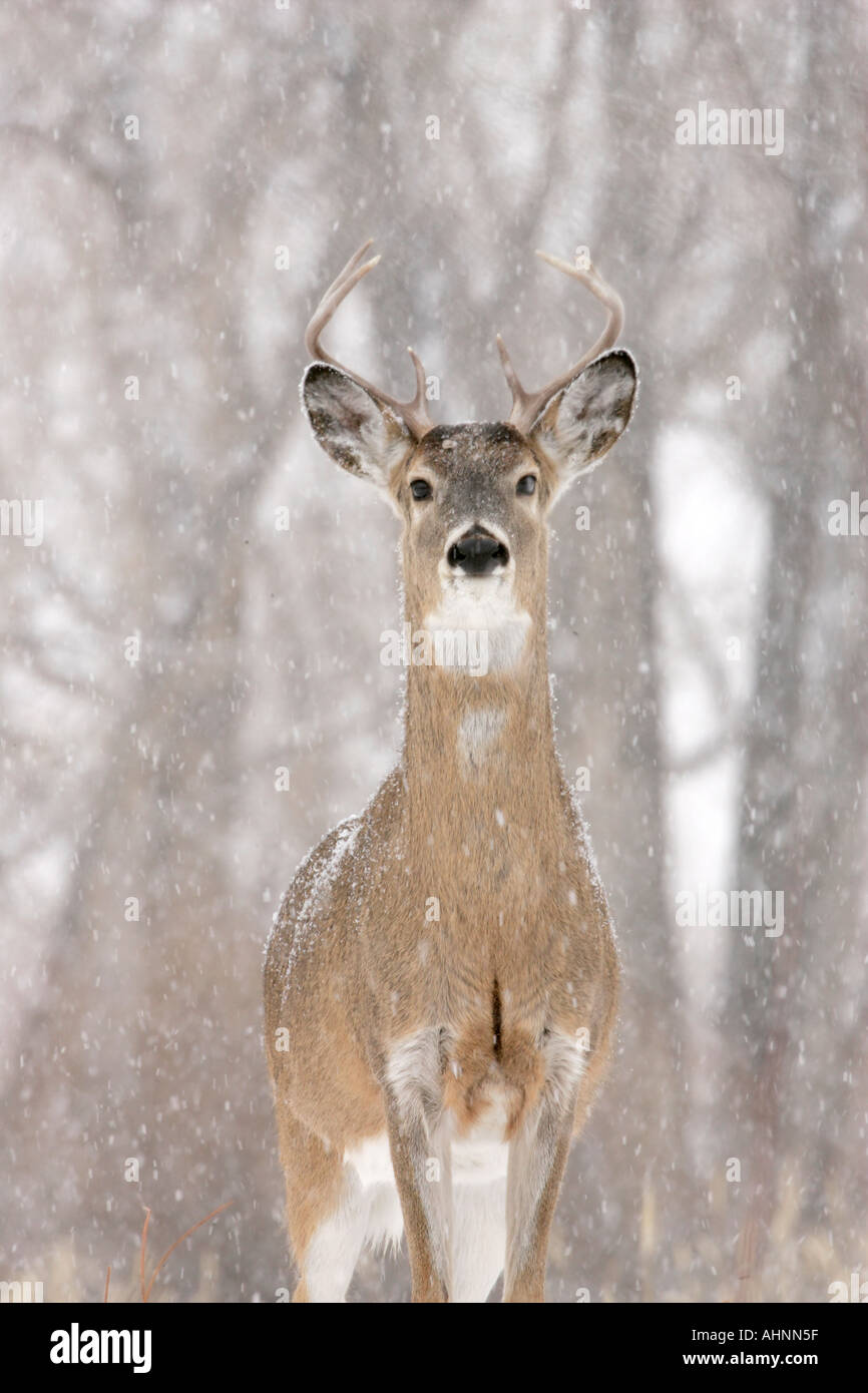 Whitetail deer in snow Stock Photo Alamy