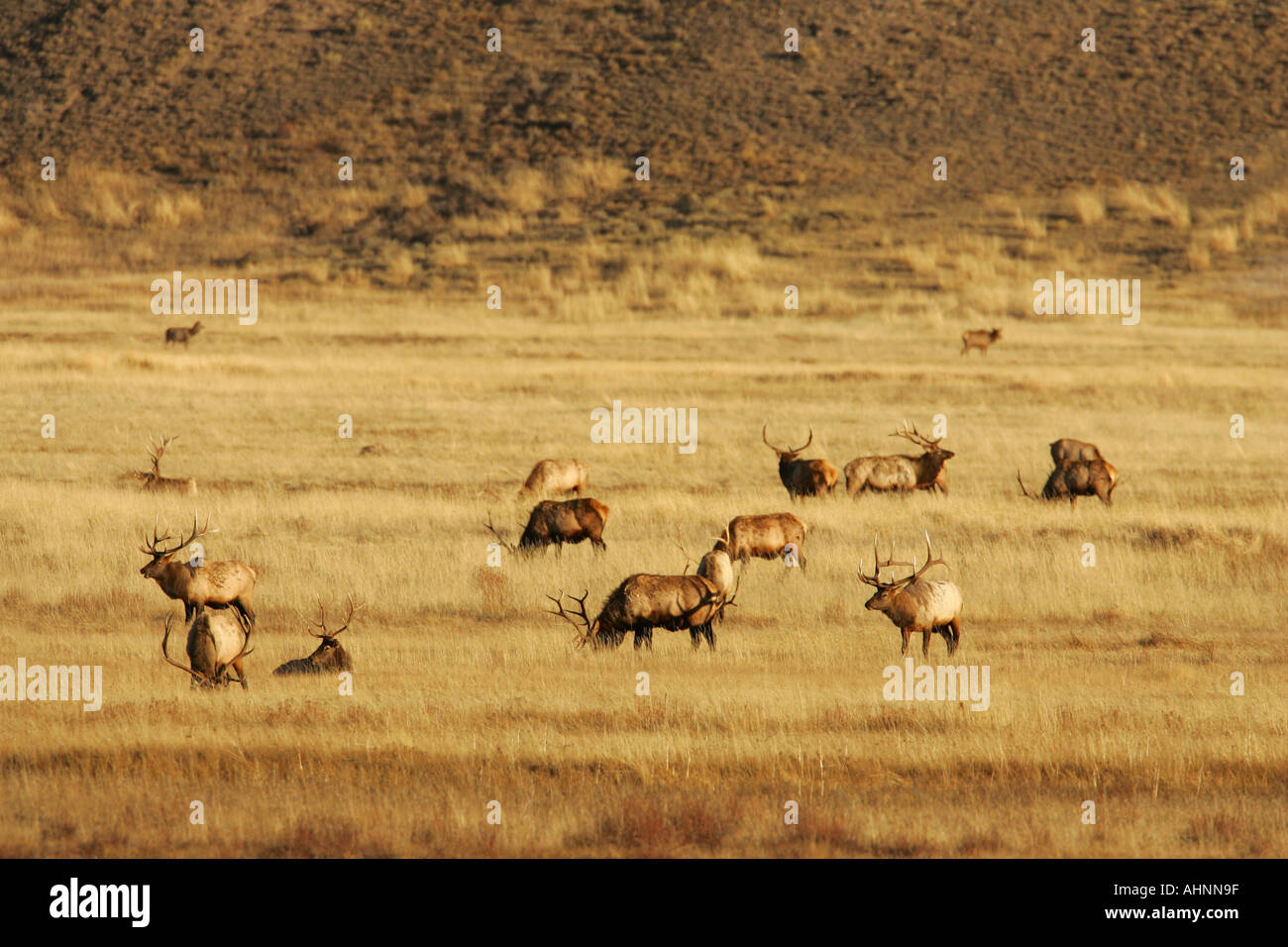 Herd of bull elk on winter range near Jackson Wyomng Stock Photo Alamy