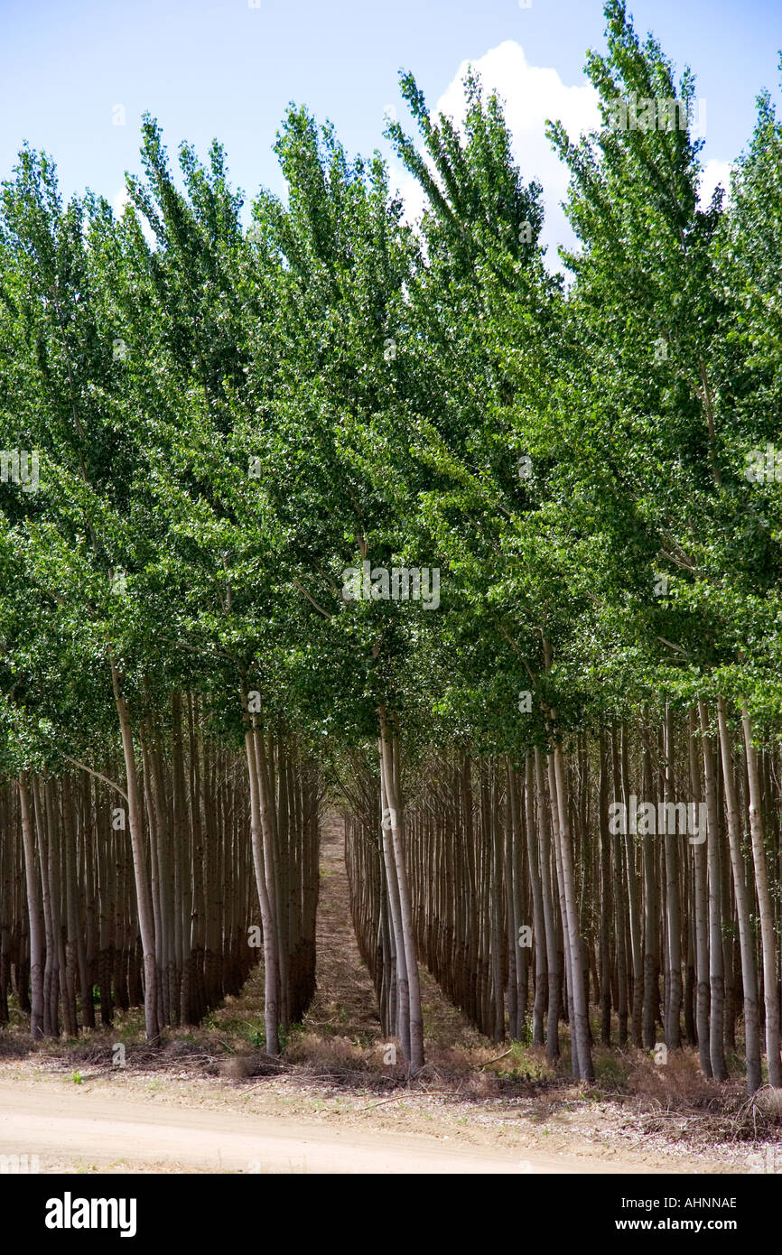 Cottonwood poplar tree farm near Boardman Oregon Stock Photo Alamy