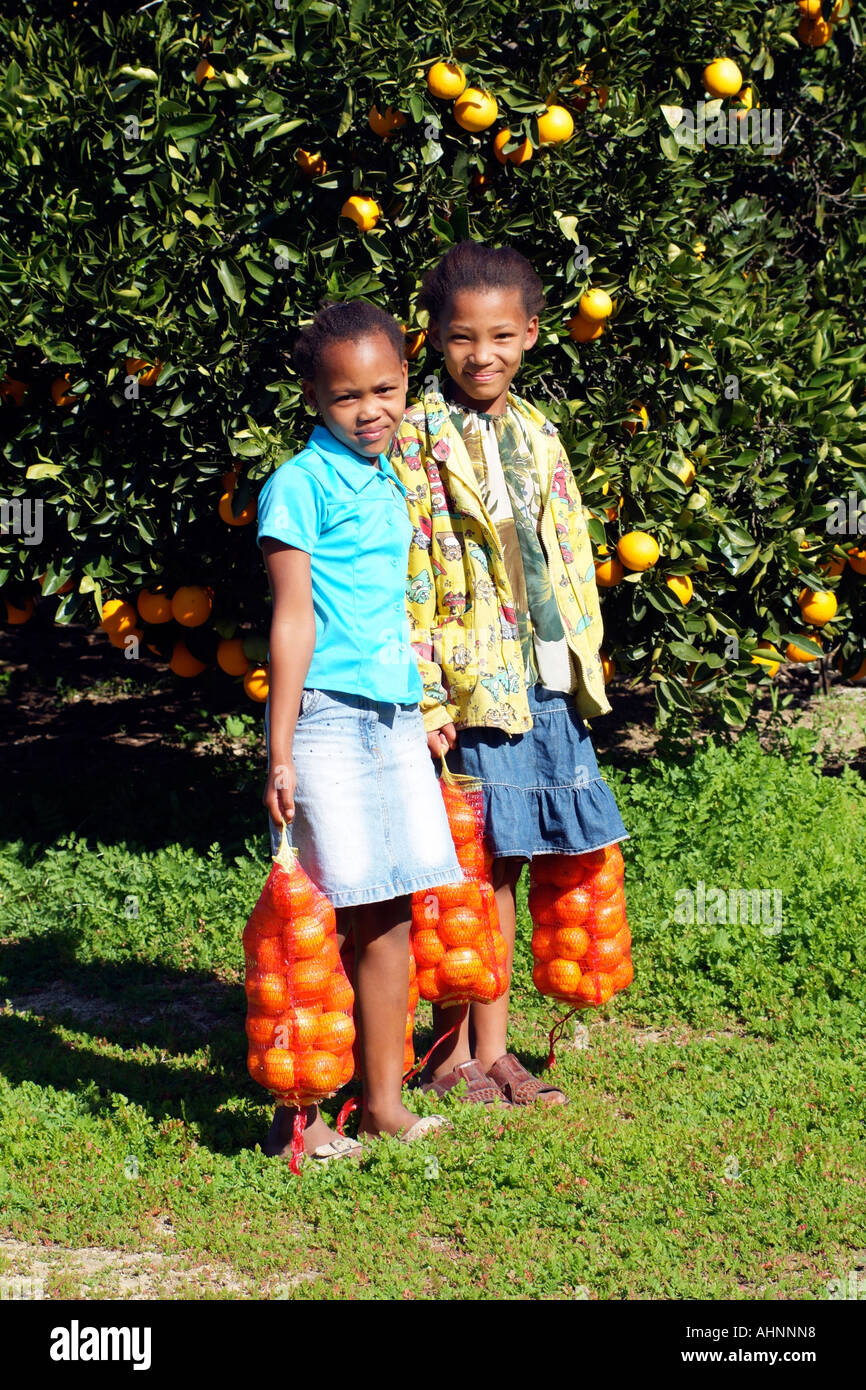 Picking oranges. Girls collecting oranges for sale at Citrusdal in the western Cape South Africa RSA Stock Photo
