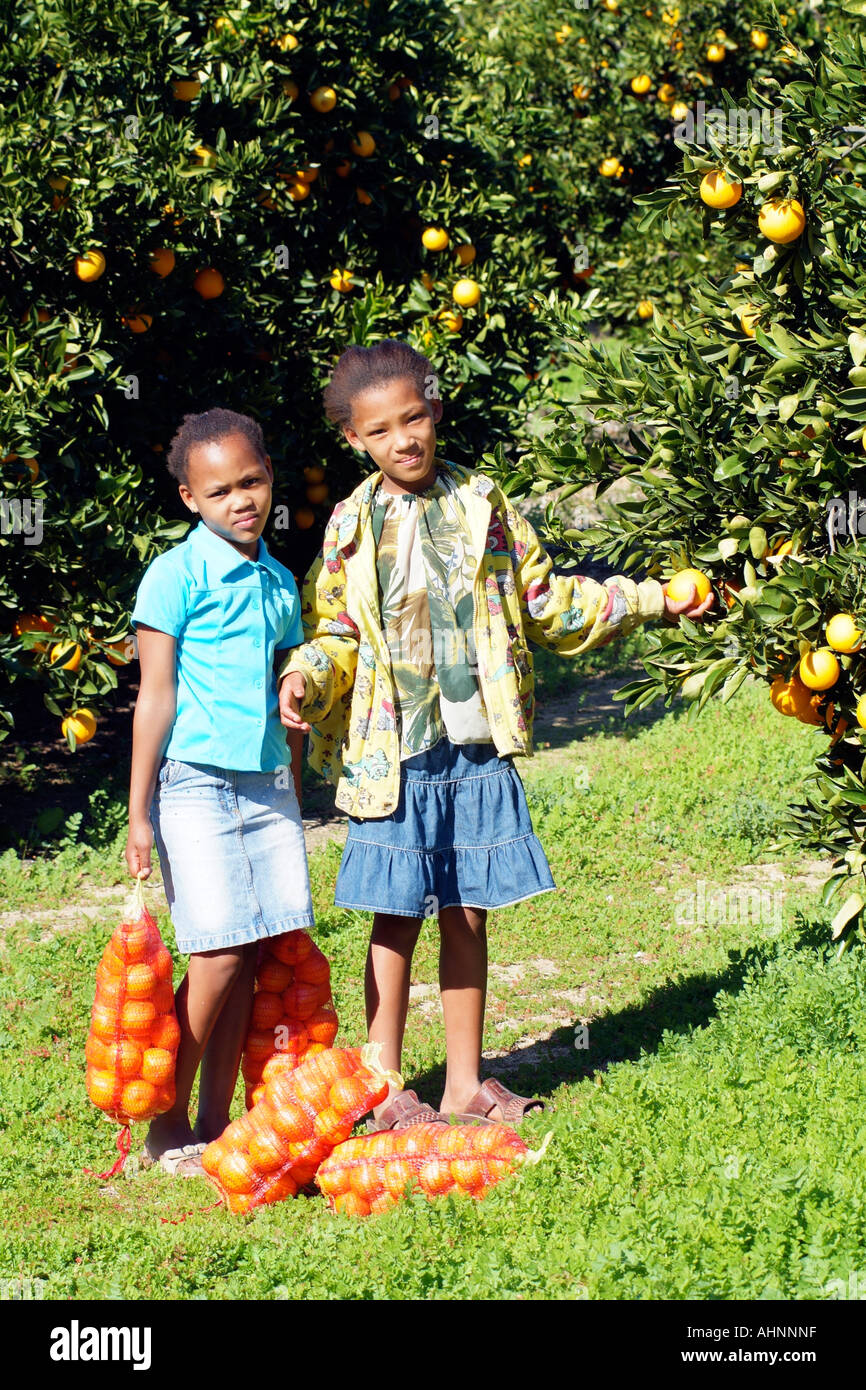 Picking oranges. Girls collecting oranges for sale at Citrusdal in the western Cape South Africa RSA Stock Photo