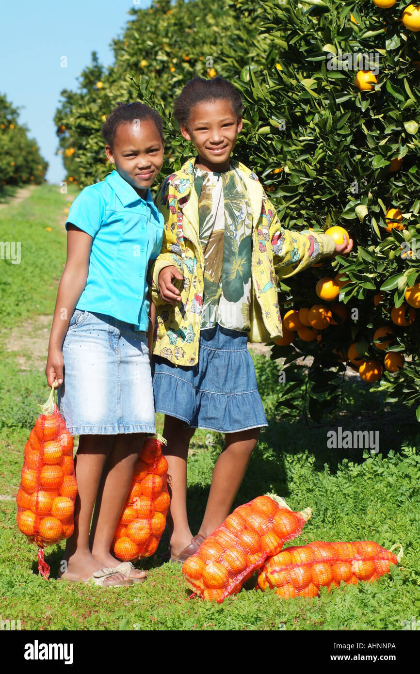 Picking oranges. Girls collecting oranges for sale at Citrusdal in the western Cape South Africa RSA Stock Photo