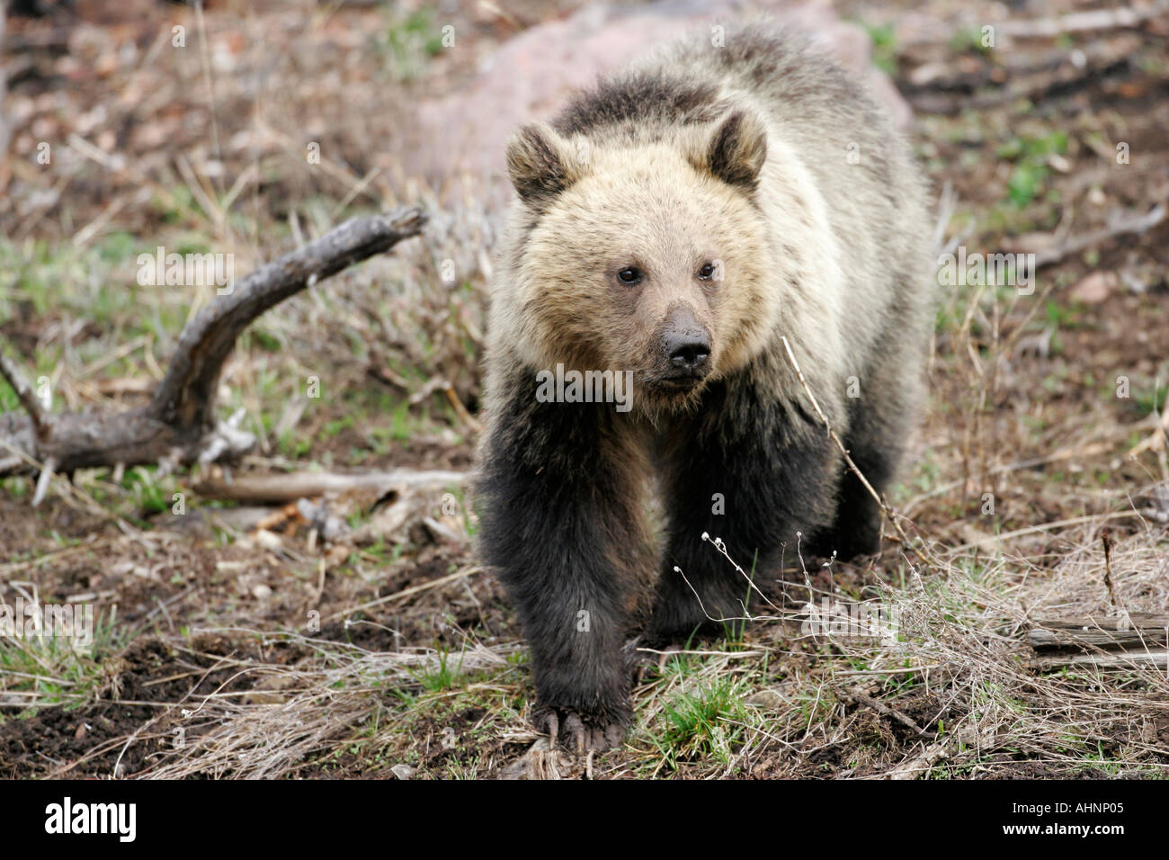 Grizzly bear cub Stock Photo - Alamy