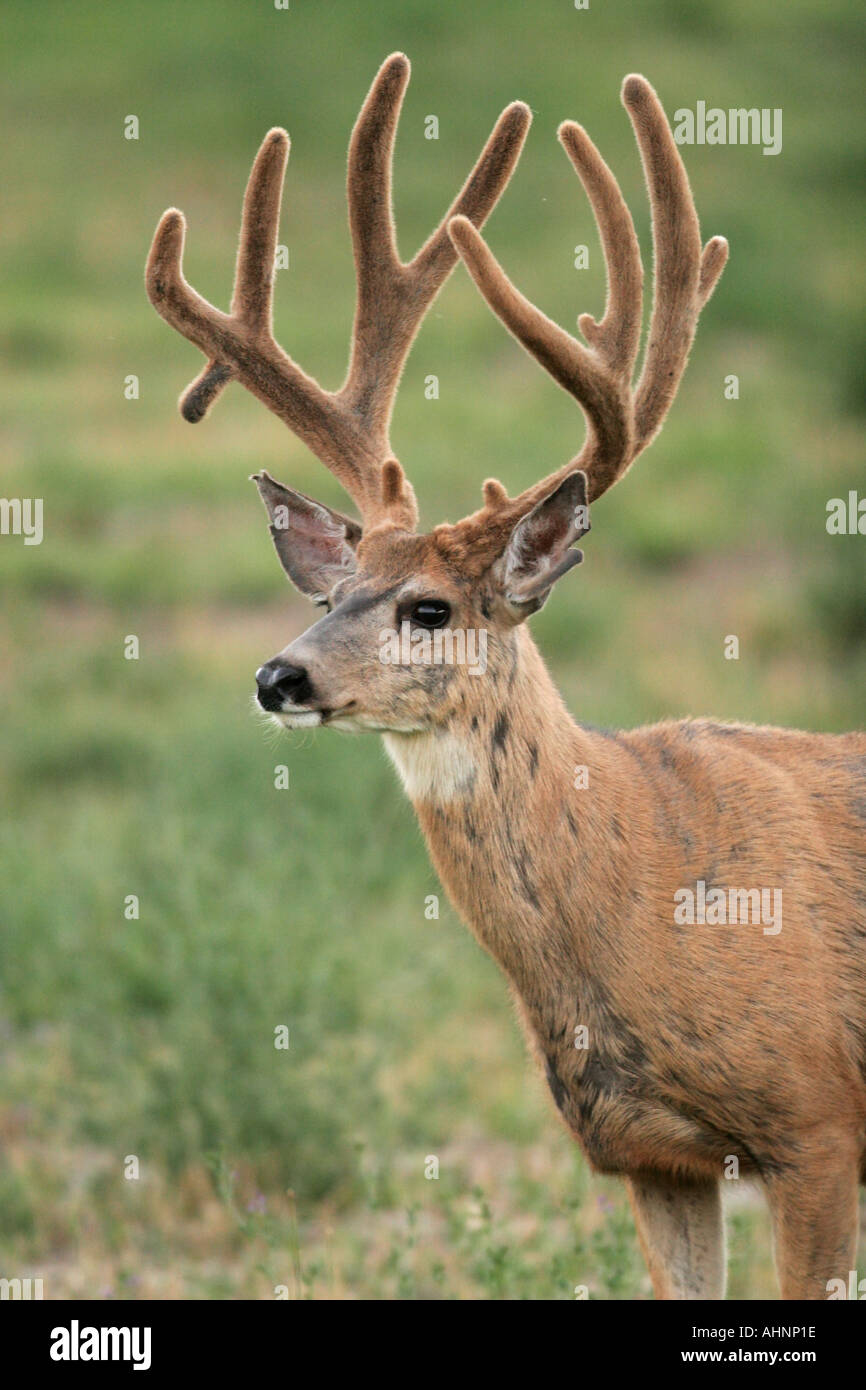 Mule deer buck in velvet Stock Photo