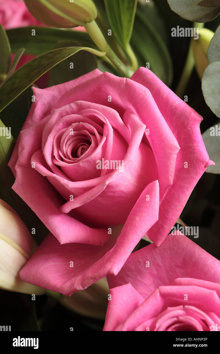 Rose finte immagini e fotografie stock ad alta risoluzione - Alamy