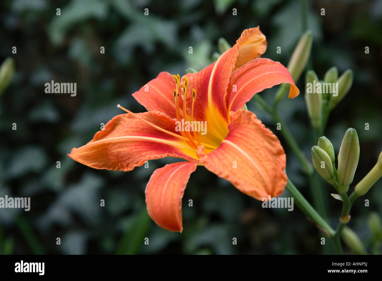 Orange Asiatic Lily Stock Photo