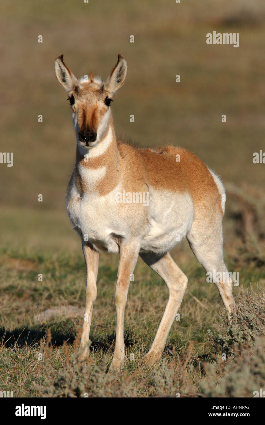 Pronghorn antelope Stock Photo - Alamy