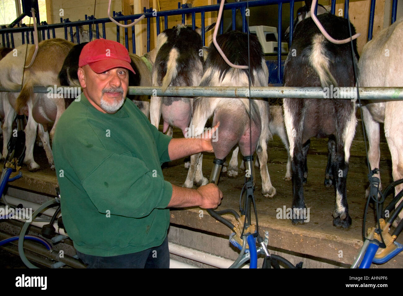 Milking goats at goat dairy near Kelowna British Columbia Canada Stock