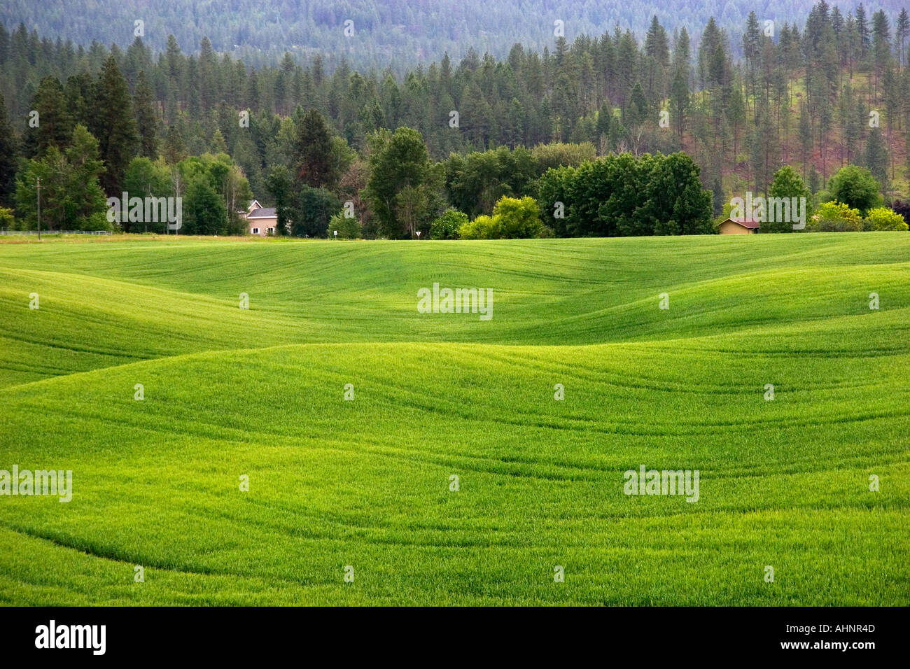 Unripe wheat field near Colville Washington  Stock Photo