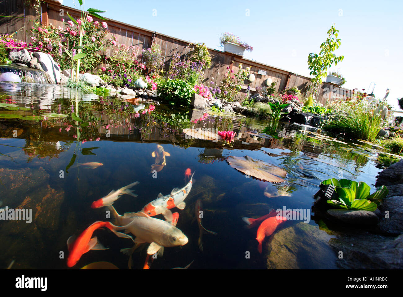 Koi pond Stock Photo