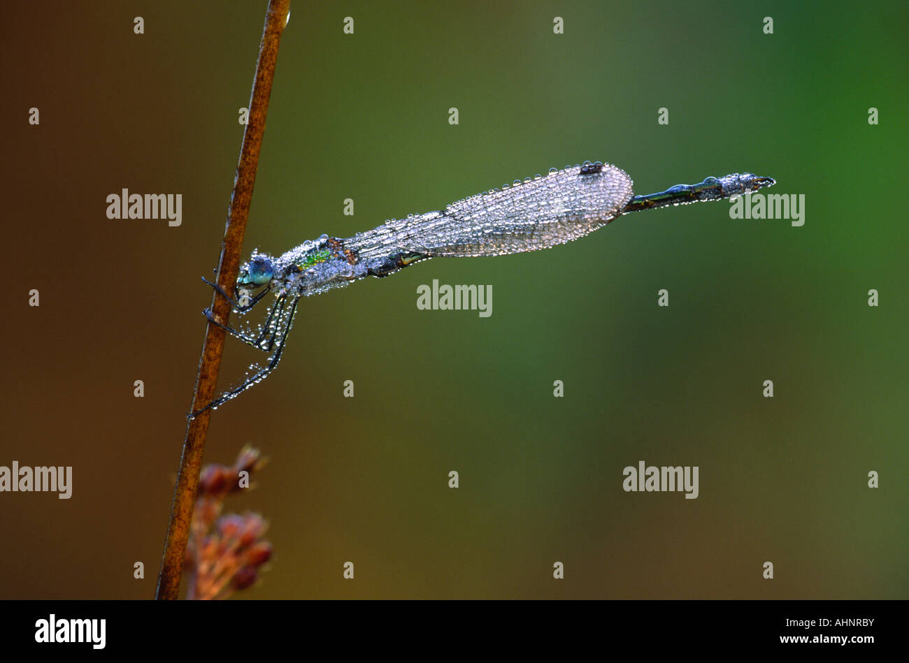Emerald Damselfly lestes sponsa Stock Photo - Alamy