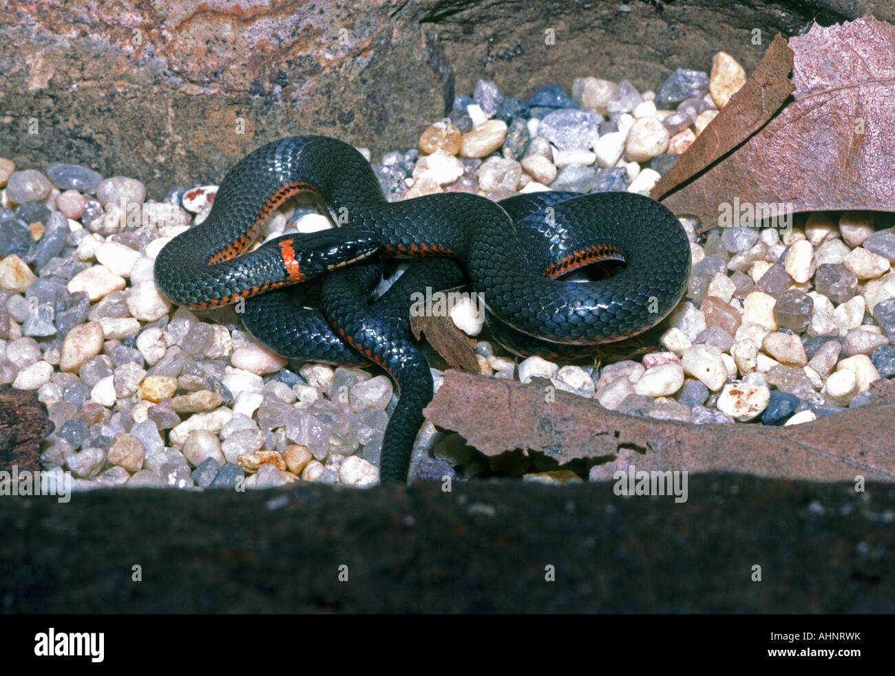 Ringneck Snake Diadophis Punctatus In San Francisco California USA ...