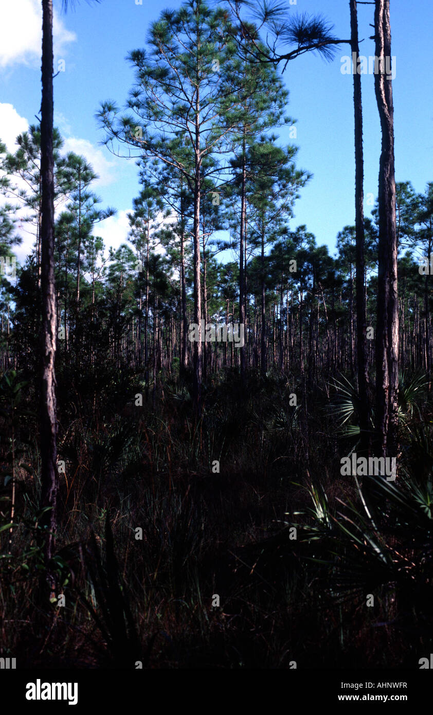 Florida Pine Trees High Resolution Stock Photography and Images Alamy