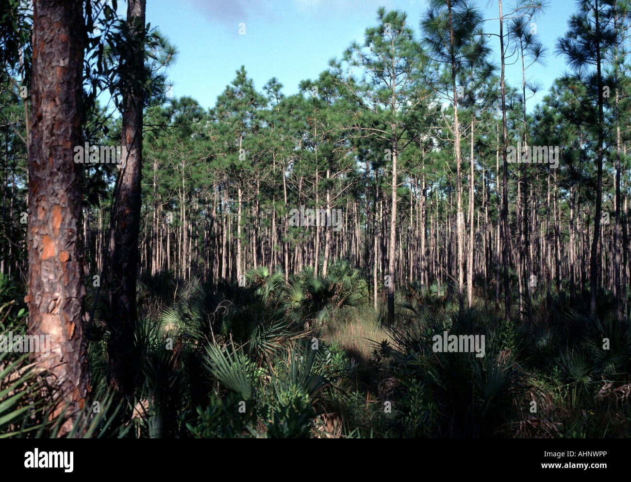 pine trees along the Pineland Trail in the Everglades National Park