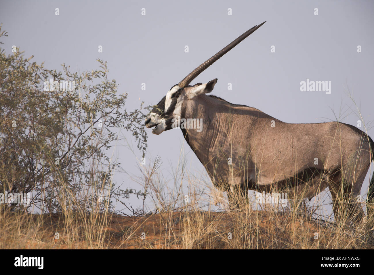 African oryxes hi-res stock photography and images - Page 3 - Alamy