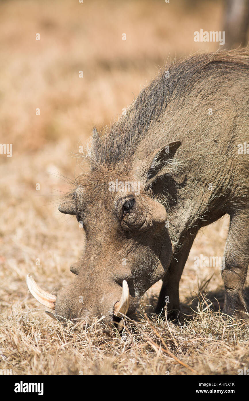 Omnivore omnivores omnivorous savanna hires stock photography and
