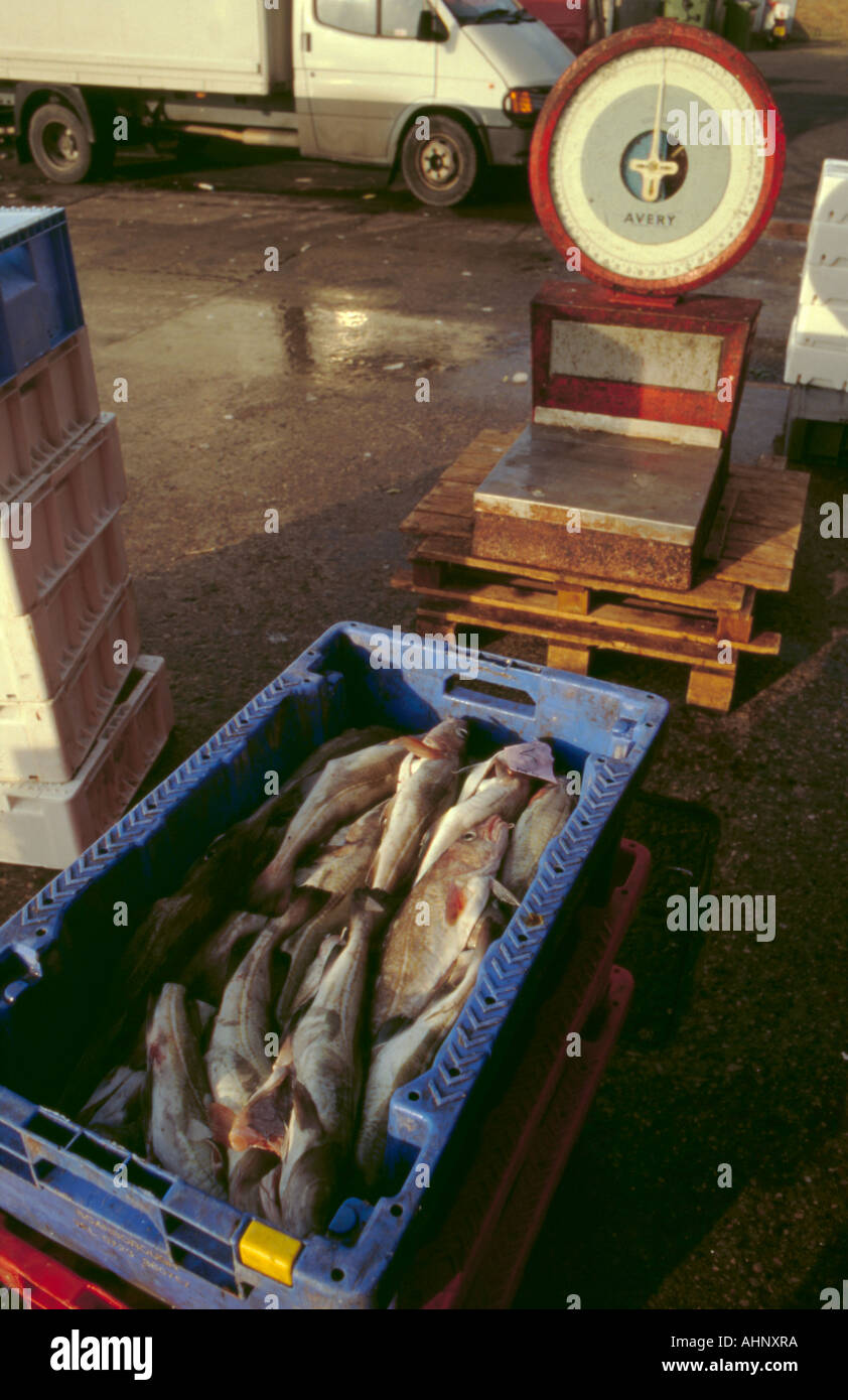 Measuring Cod Fish High Resolution Stock Photography and Images - Alamy